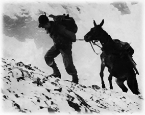 Alpino e mulo